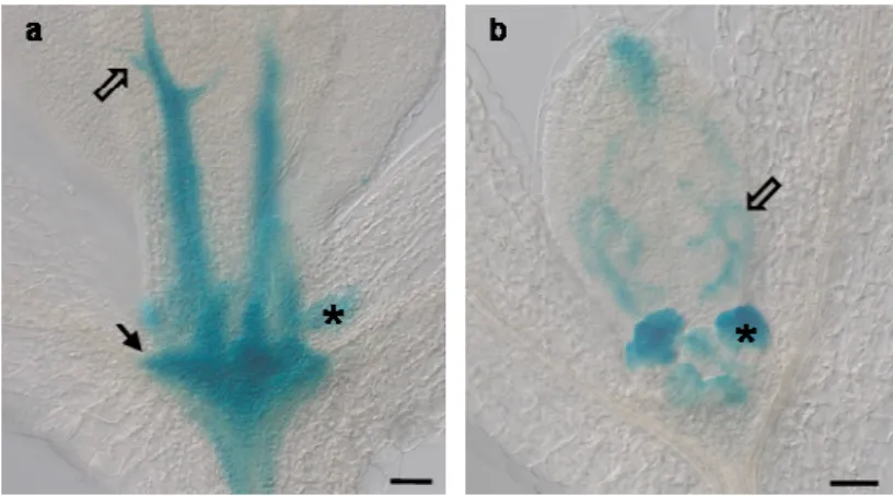Fig. 3.8. PIN6 and DR5 expression in the  Arabidopsis shoot apical meristem. (a) pPIN6::GUS and (b) pDR5::GUS  seedlings  were grown on AM medium under long-days condition (16h light/8h dark)