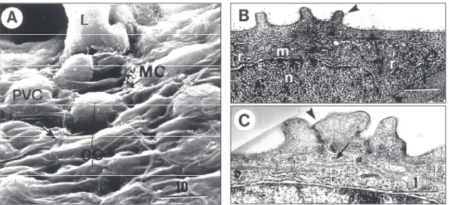 Fig. 2 — H. cf. plecostomus. A. SEM photomicrograph of filament epithelium. Note the smooth surface of pavement cells (PVC) and the long microridges bordering the cell limits (arrow)