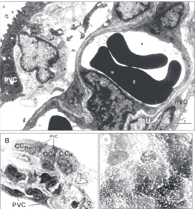 Fig. 5 — H. cf. plecostomus. A. TEM photomicrograph of lamellae showing the pillar cell (PC) and vascular space (*)