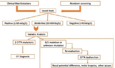 Figure 1.1 - Cystic Fibrosis Diagnosis Algorithm. The diagnosis of CF is firstly relied in clinical manifestations  and in newborn screen results, secondly, it is necessary to have two positive sweat tests and finally two known CFTR  mutations
