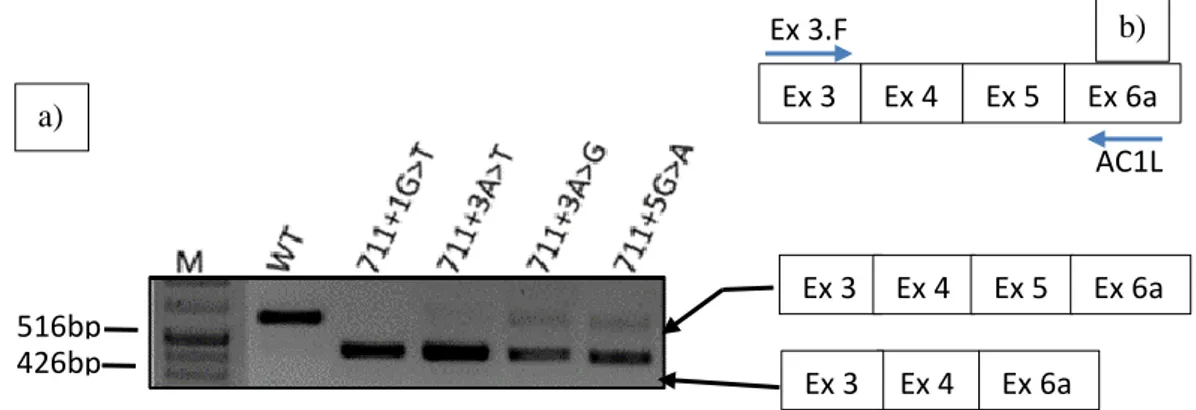 Figure 3.2: Characterization of CFTR transcripts of HEK 293T cells expressing the wt and all four mutants minigene  by RT-PCR