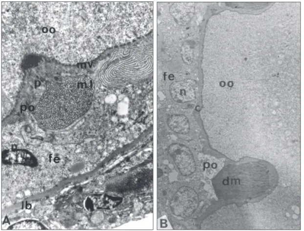 Fig. 2 — Aspects of the material present in the perioocytic (po) space of follicles in the perinucleolar stage