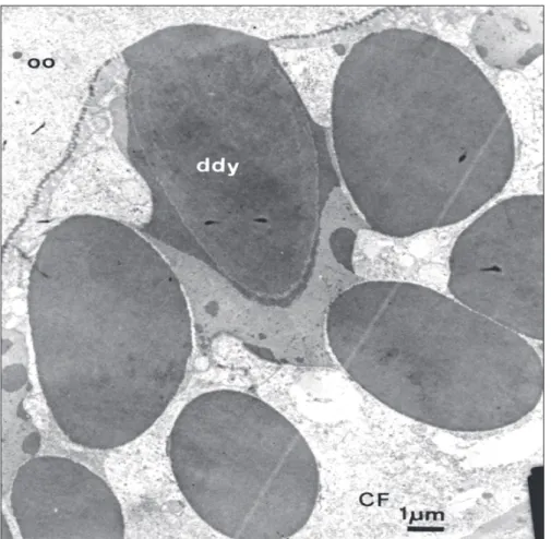 Fig. 3 — Contact between the dense material in the perioocytic space with the outer layer of the chorion