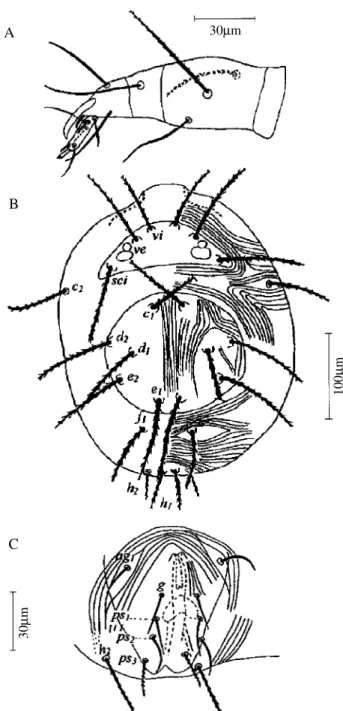 Figure 1. Adult female of Agistemus palmae sp. n. A, right palp; B, dorsum of idiosoma; C, anogenital region.
