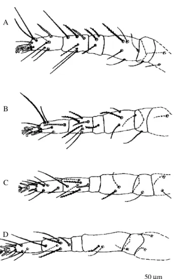 Figure 5. Larva of Agistemus floridanus. A, dorsum of idiosoma; B, anal region.