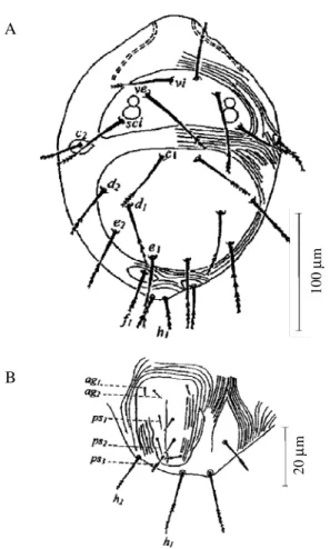 Figure 11. Adult female Agistemus floridanus. A, right palp; B, dorsum of idiosoma; C, anogenital region.