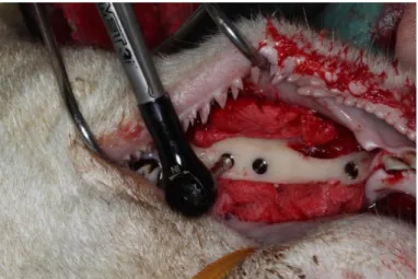 FIGURE 45A - All three implants were placed in the Sheep Mandible according to plan. Torque  control 