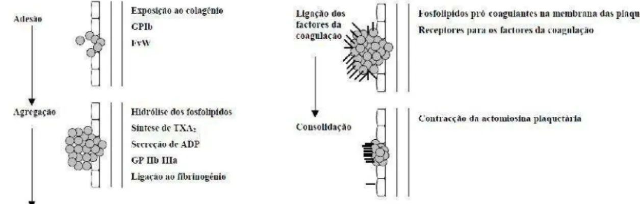Figura 1. Principais mecanismos envolvidos na hemóstase primária (retirada de Coelho &amp; Moreira, 2001) .