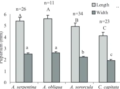 Figure 1. Measurements of the puparia of Tephritoidea (Diptera) from three species of Anastrepha  and  C