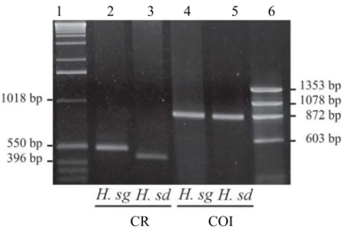 Figure 1. Control region (CR) and COI amplification products of Hemilucilia segmentaria  (Hsg) and H.