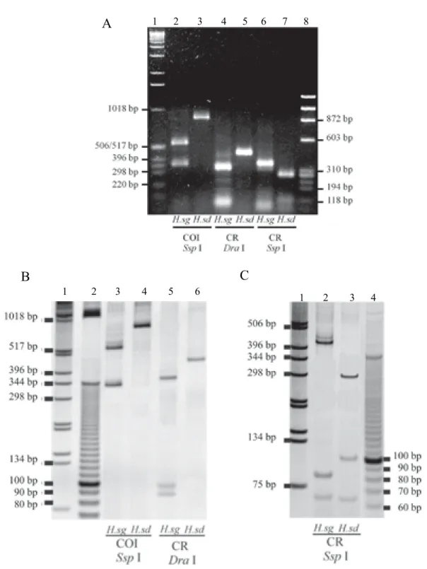 Figure 2. Diagnostic PCR-RFLP patterns of COI and control region (CR) amplicons for Hemilucilia segmentaria  (Hsg) and H