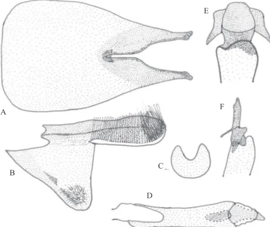 Fig. 5. Estructuras genitales del macho y de la hembra y esternito VIII del macho de Macaria abydata