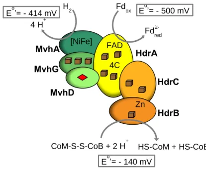 Figure  1.3 – Schematic representation of HdrABC/MvhADG complex from methanogens without  cytochromes