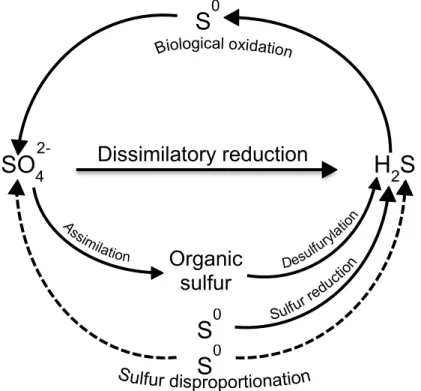 Figure  1.6 – Microbial sulfur cycle. SRO reduce sulfate (SO 4