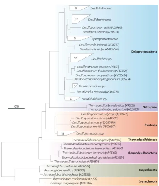 Figure  1.8  –  Phylogenetic  tree  of  the  SRO  described,  based  on  16S  ribossomal  RNA  (rRNA)  sequences