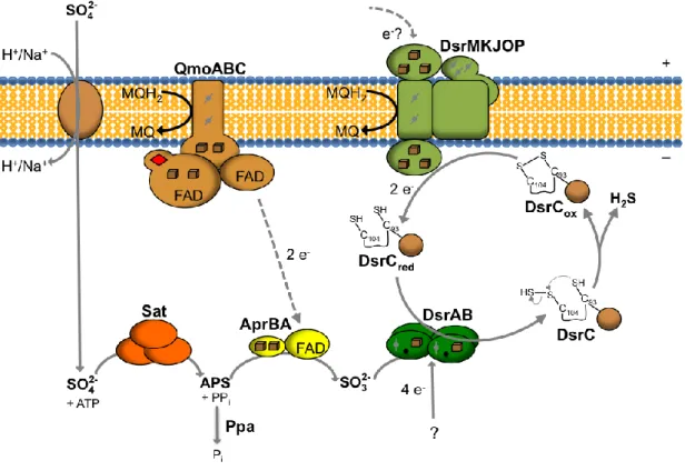 Figure  1.9  –  Schematic  representation  of  the  proposed  model  of  dissimilatory  sulfate  reduction  pathway