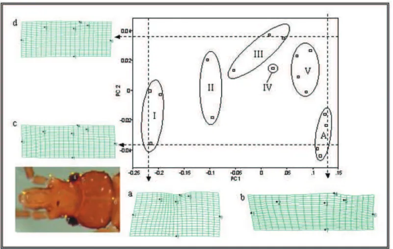 Figure 1. Plot of the first two principal components (PC1 and PC2) for each instar (1 st -I, 2 nd -II, 3 rd -III, 4 th -IV, 5 th -V) and adults (A)