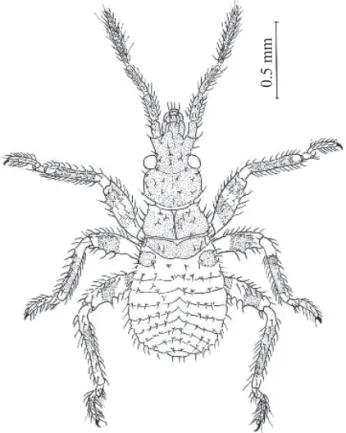 Figure 3. Belminus herreri second instar.