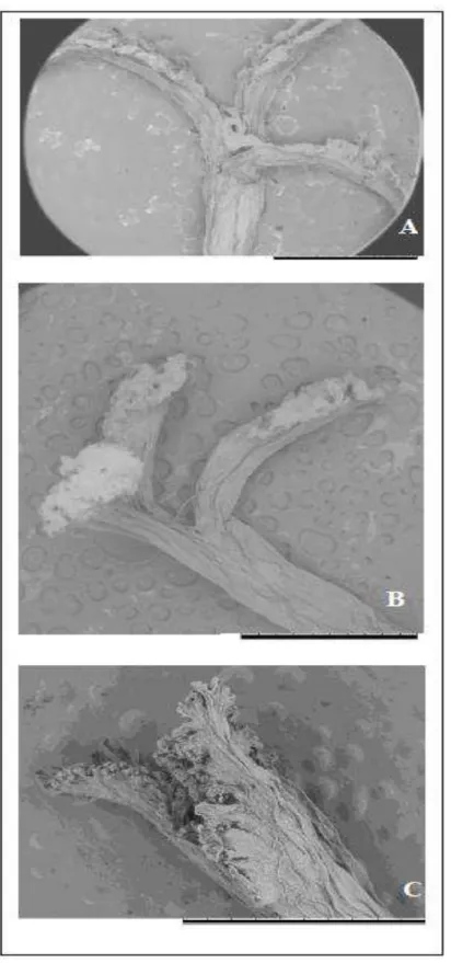 Figure 4: Stigma of the three forms of Cryptanthus zonatus. A. C. zonatus f. viridis B
