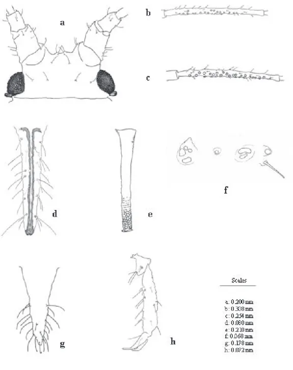 Figure 1. Morphological characters of U. eumadiae. a - Head, apterous viviparous female (apt.); b - Antennal segment III (apt.); c - Antennal segment III, alate viviparous female (al.); d - Ultimate rostral segment (al.); e - Siphunculus (al.); f - Differe