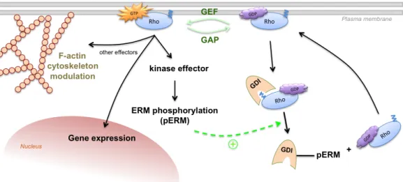 Figure 1.3. Rho GTPase function and regulation. Besides GAP, GEF and GDI activities (see text  for details), ERM proteins are shown to be phosphorylated by Rho GTPase downstream effector  kinases,  rendering  them  in  an  “open”  state  and  prone  to  st