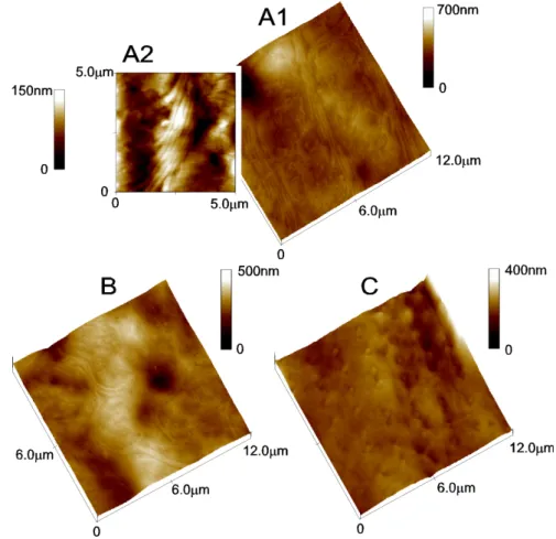 Figure  1-  Tetrahymena  cell  surface  view  in  3D  topographic  images.  A)  Cells  before  deciliation B) Cells deciliated mechanically C) Cells deciliated using dibucaine