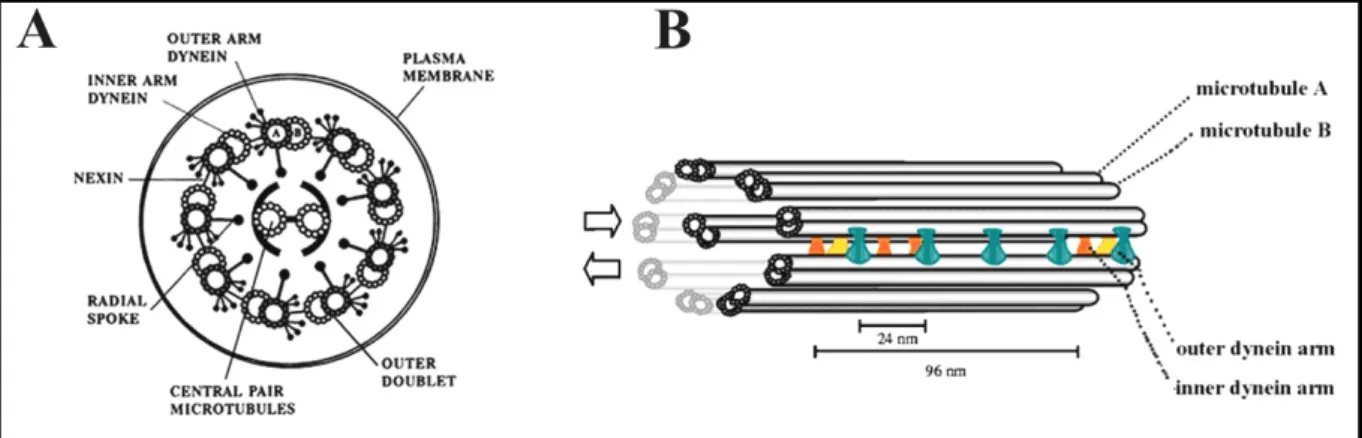 Figure 1. Axoneme structure and its major components: schematic diagrams of the cilium axoneme (A)  in  cross  section  illustrating  the  distinctive  “9  +  2”  arrangement  of  microtubules  and  (B)  in  length,  indicating the different axonemal compo