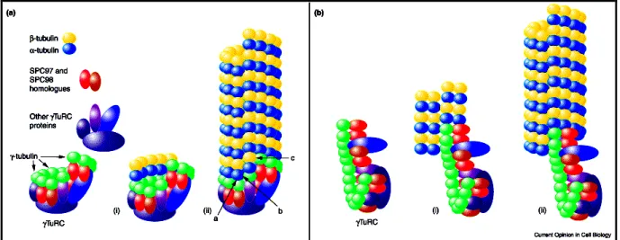 Figure 7. Schematic drawing of the two models for  microtubule nucleation by the  γTuRC