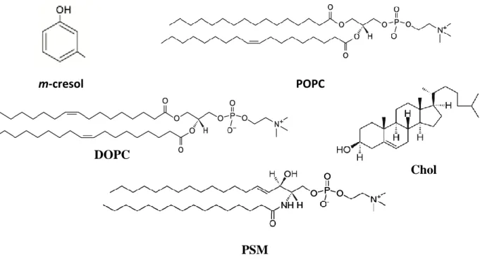 Figure 1. Structural formula of m-cresol and of the lipid molecules used in this work