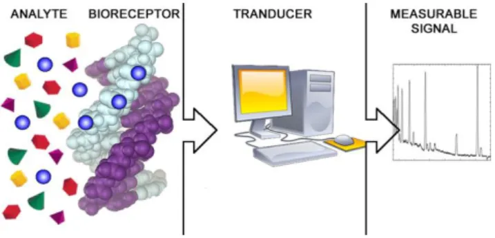 Figure 1. General scheme of a biosensor. Adapted from [57]. 