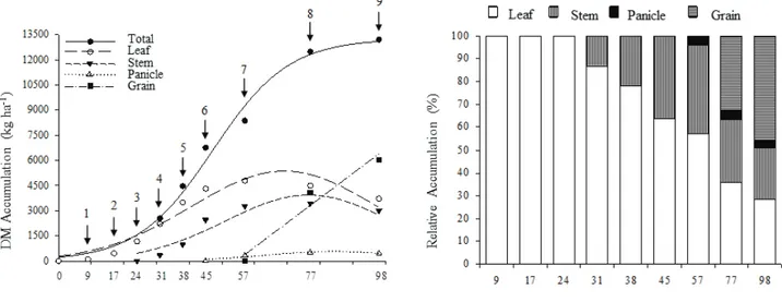 Figure 1 - DM accumulation in grain sorghum DKB 599, in kg ha -1 , and relative accumulation (%) in leaf,  stem, panicle and grain, depending on the days after emergence