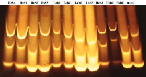 Figura 1 - Perfil eletroforético da enzima α-amilase em sementes de milho produzidas pelo híbrido simples  GNZ 2004 (H) e pela linhagem LE57 (L), produzidas em condições (c) ou não (s) de estresse salino (S) e  colhidas nos estádios de desenvolvimento LL2 