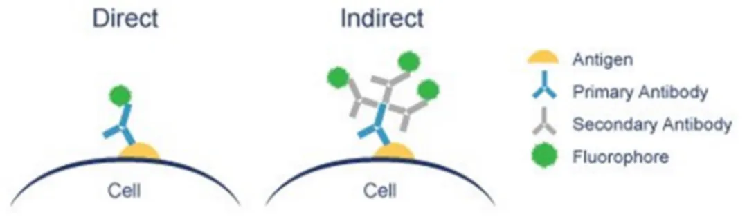 Figure 5 - Schematic representation of immunofluorescence methods (76).  
