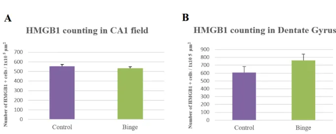 Figure 9 - Mean optical density of HMGB1 labelling in the CA1 field and in the DGin  the Binge group and in the Control group, after 48H of recovery (p>0,05)