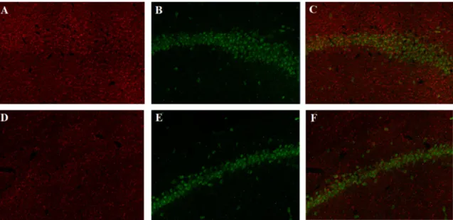 Figure  11  -  Expression  levels  of  TLR4  and  NeuN  in  CA1  field of  both  binge  and  control groups