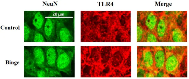 Figure  13  -  Optical  density  ratio  for  TLR4/NeuN  labelling  in  CA1  fieldin  Control  (0,910 ±0,057) and Binge (1,153±0,093) groups (**p<0,01).