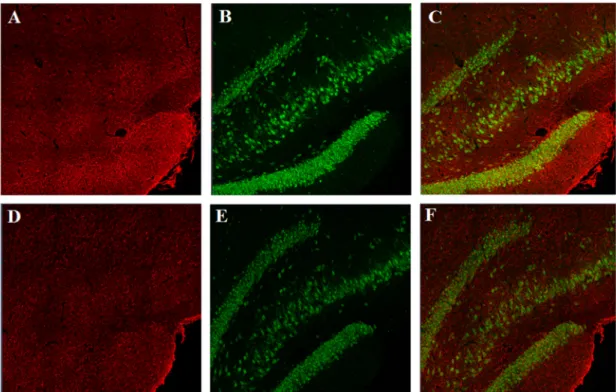 Figure  14  -  Representative  photomicrographs  of  TLR4  (red),  NeuN  (green)  and  TLR4+NeuN  (merger),  shown  in  the  dentate  gyrus  (DG)  of  Binge  rats  (A-C)  and  Control rats (D-F)