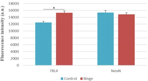Figure  16  -  Optical  density  ratio  for  TLR4/NeuN  labelling  in  the  DG  fieldin  Control  (0,917 ± 0,045) and Binge (1,075±0,041) groups