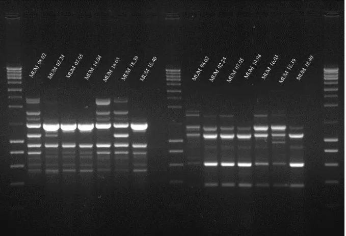 Figure 3.4 - Fingerprint profiles of the A. fumigatus strains. Amplification with M13 (left) and (GACA) 4  (right)
