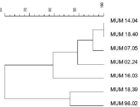 Figure  3.5  -  Joined  dendrogram  of  M13  and  (GACA) 4   fingerprinting  of  A.  fumigatus  strains, generated in BioNumerics using the average of all experiments method
