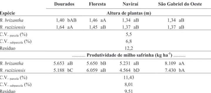 Tabela 1 - altura de plantas de Brachiaria e produtividade de grãos de milho, no consórcio de milho safrinha  com Brachiaria brizantha cv