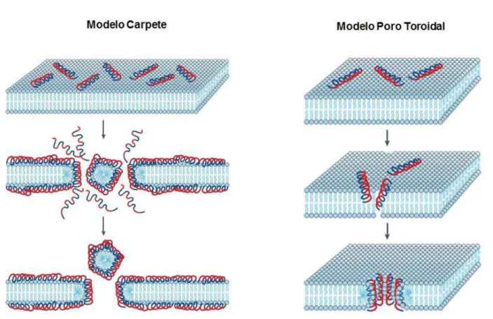 Figura 3 : Modelo dos mecanismos de ação propostos para as defensinas vegetais. No modelo carpete  os peptídeos perturbam a membrana plasmática através da orientação paralela do peptídeo à superfície  da  bicamada  de  lípidos  formando  um  carpete,    co