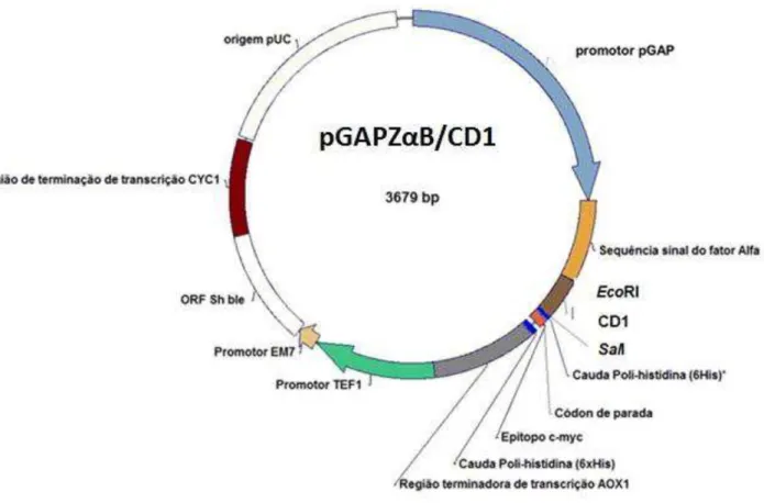 Figura 5: Mapa da construção do vetor pGAPZ αB/CD1para expressão heteróloga em Pichia pastoris