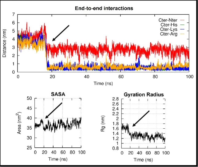 Figure 42 – Relation between end-to-end interactions (top), in which the distances between  the charged atoms are shown, and the SASA (bottom left) and gyration radius (bottom right)  analyses for the replicate MODEL 9 simulated at pH 7 with the 43A1 force