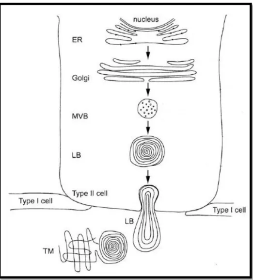 Figure 3 - Surfactant synthesis. ER: endoplasmatic reticulum; MVB: multivesicular body; LB: 