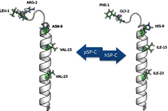 Figure 9 – Differences between the pig SP-C (pSP-C) and the human SP-C (hSP-C) in terms of  aminoacid sequence