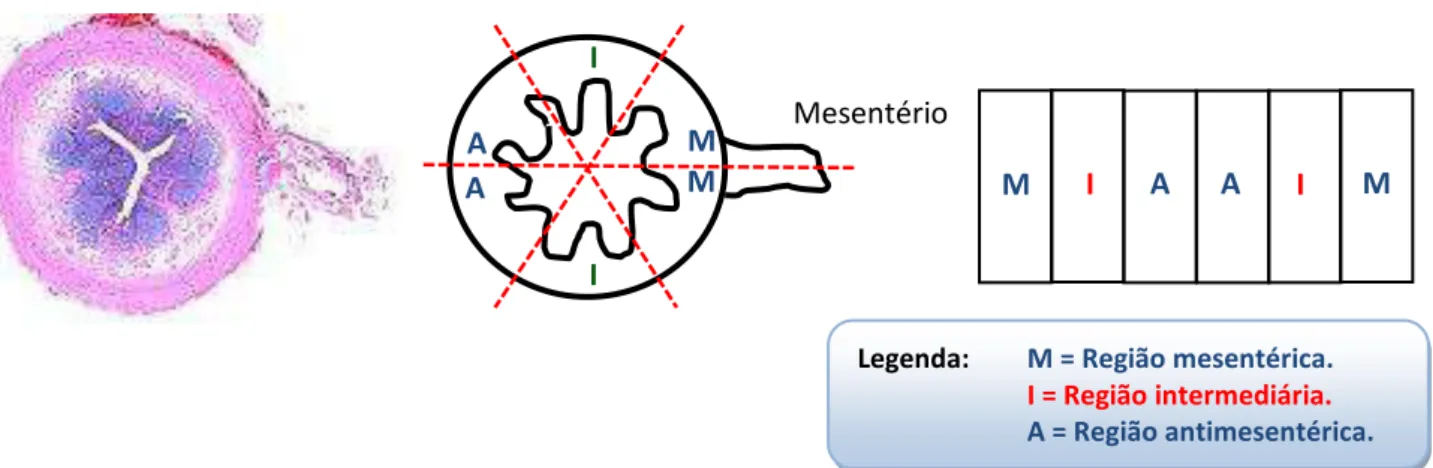 FIGURA 6: Ilustração do método de análise dos preparados de membrana. 