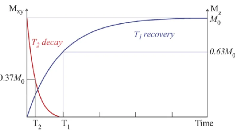Figure 2.15: Graphical representation of T1 and T2 relaxation. T1 and T2 are constants measured for 90º RF pulses