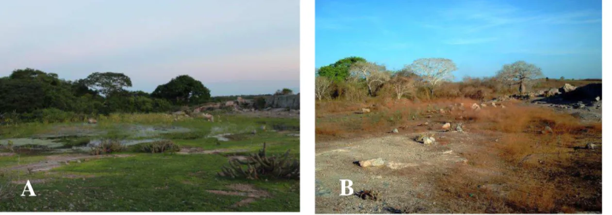 Figura 3. (A) Vista parcial do afloramento rochoso na Fazenda Tanques entre os meses  de Mar-Maio na estação chuvosa (B) e entre os meses de Setembro-Novembro na estação  seca