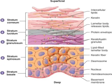 Figure 1.2 - Epidermal differentiation: The different  strata that compose epidermis and their main constituents